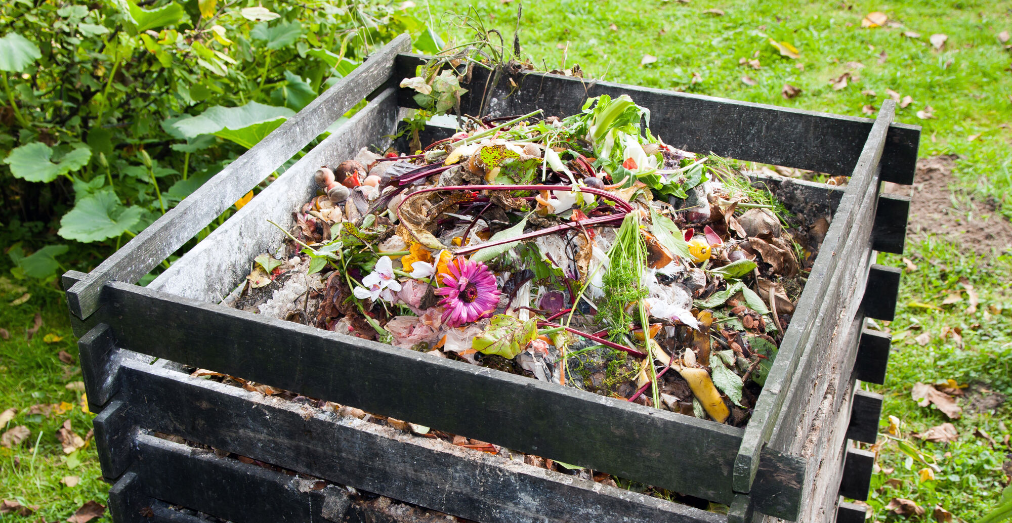 biocompostage - bio-déchets frais et compost dans le jardin avec des déchets  alimentaires et des fruits mélangés avec de la terre pour être utilisés  comme engrais dans les cultures en croissance 17725981